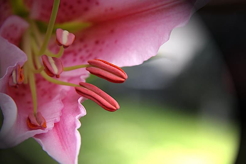 photo "***" tags: nature, macro and close-up, flowers