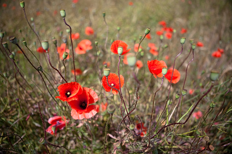 photo "***" tags: nature, flowers