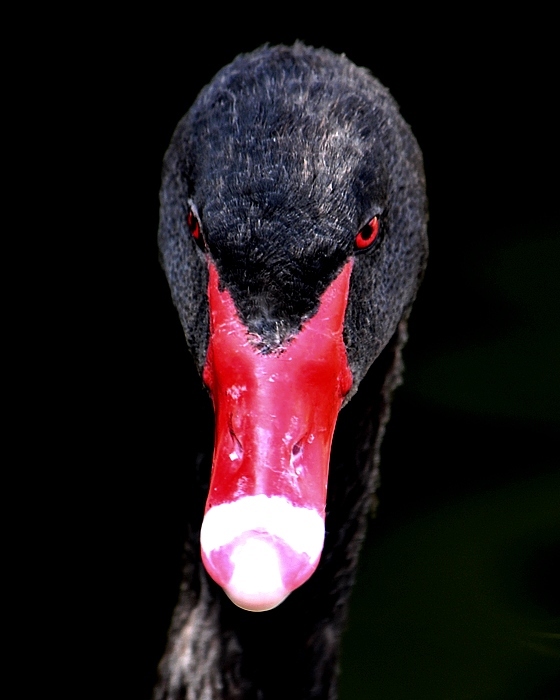 photo "Face to Face" tags: nature, wild animals