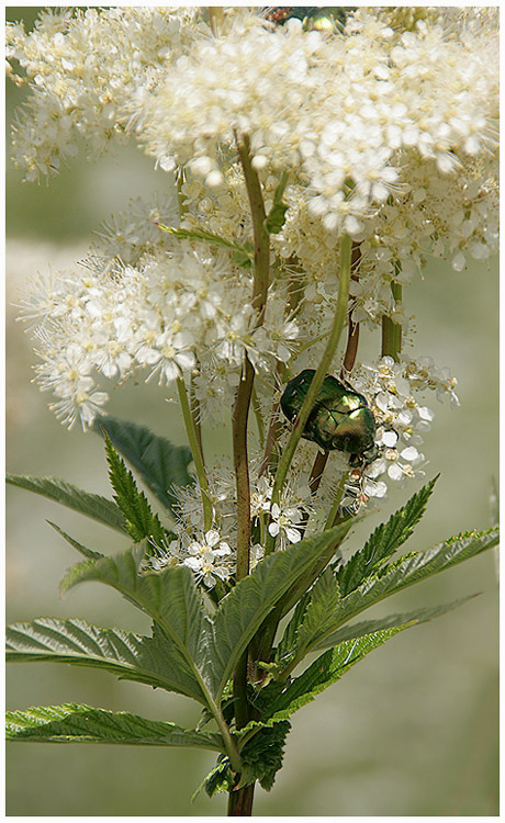 photo "The new home" tags: nature, flowers, insect