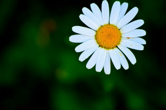 photo "***" tags: nature, flowers