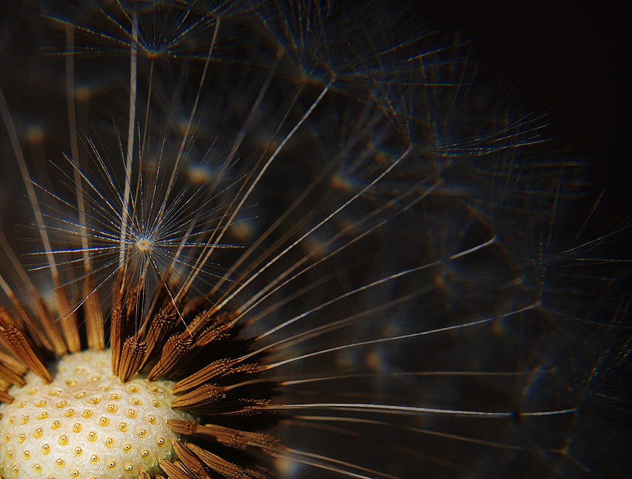 photo "Taraxacum officinale" tags: macro and close-up, 