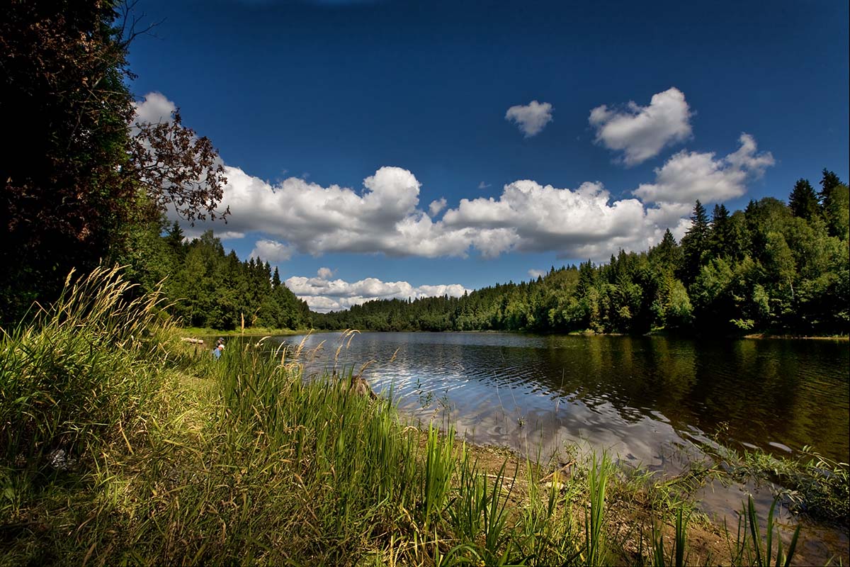 photo "Forest lake at midday." tags: landscape, summer