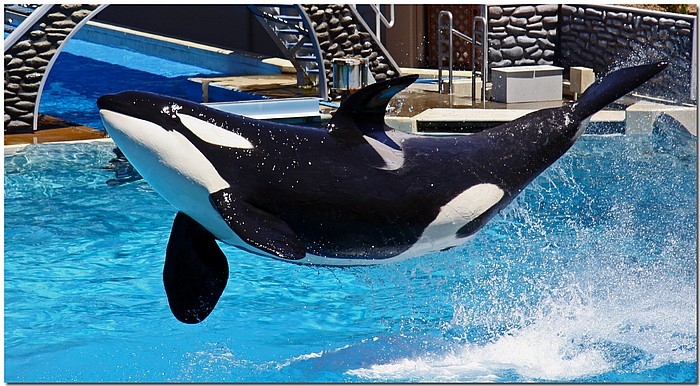 photo "When Orcas Fly" tags: nature, reporting, wild animals