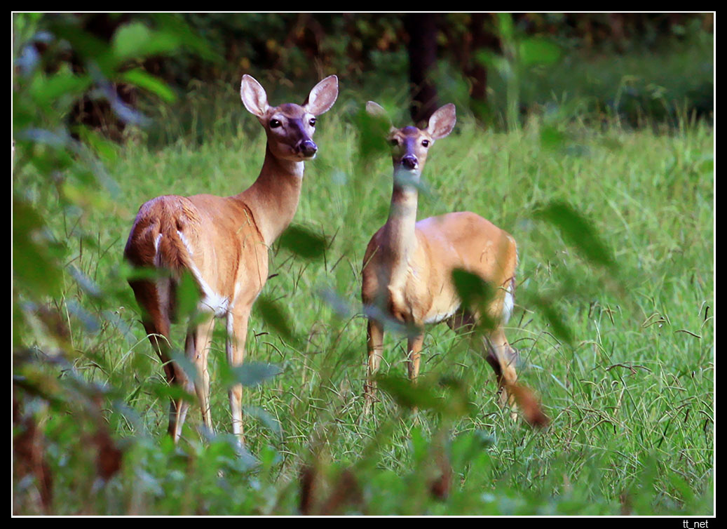 photo "Unexpected meeting" tags: nature, wild animals