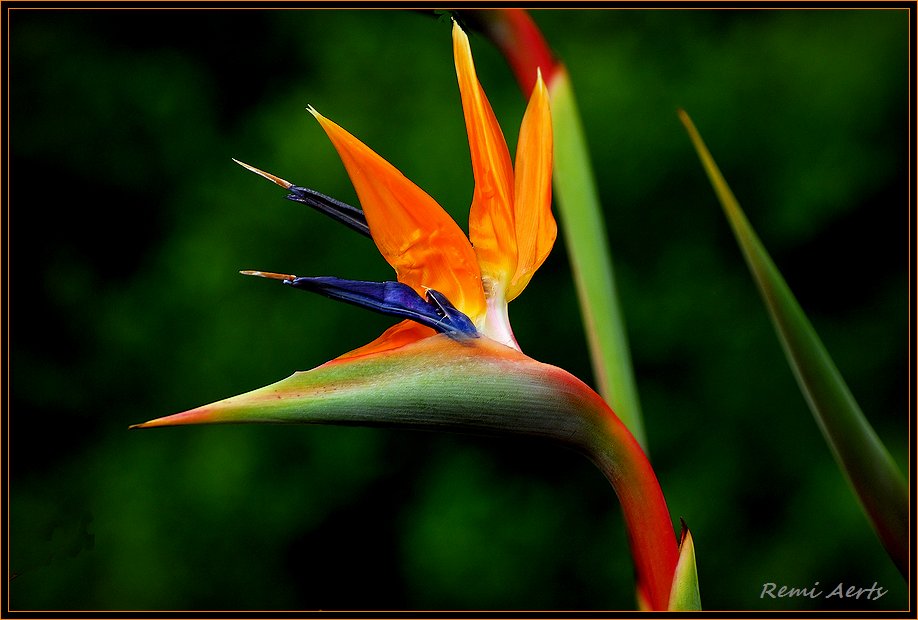 photo "***" tags: nature, macro and close-up, flowers