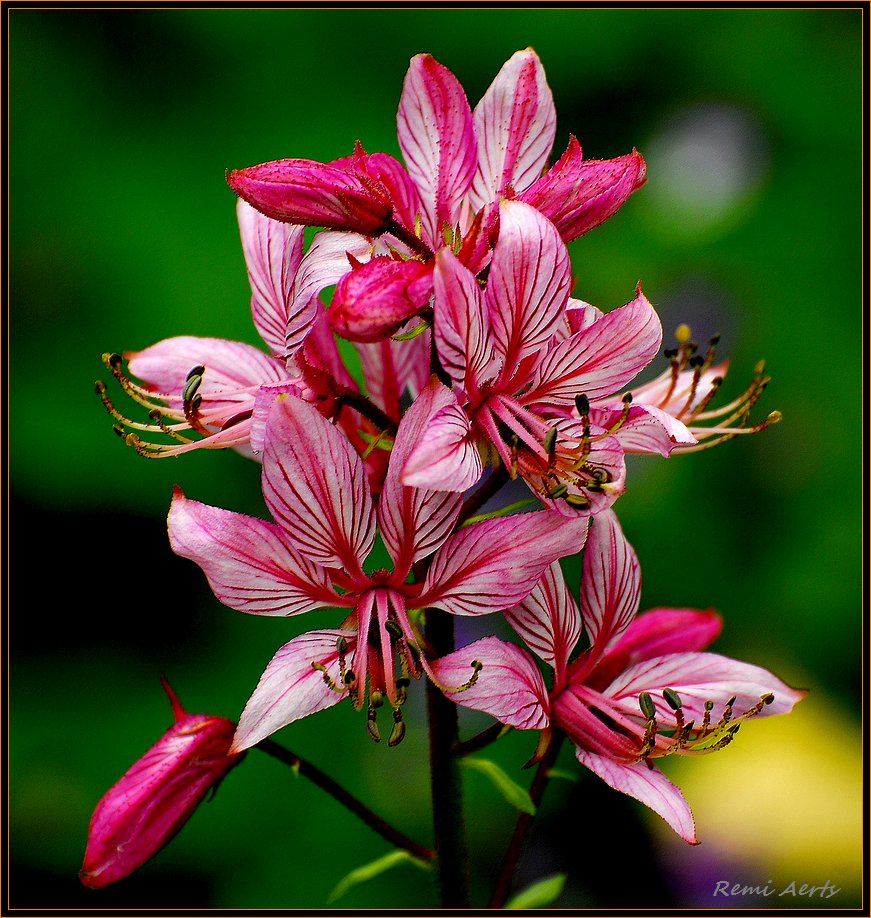 photo "***" tags: nature, macro and close-up, flowers