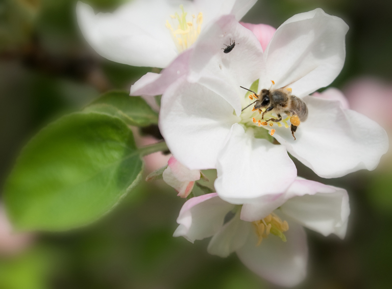 photo "***" tags: nature, insect