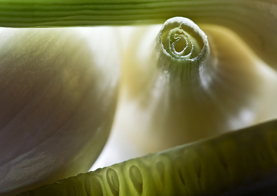 photo "Tribute to Greenpeace." tags: macro and close-up, still life, 