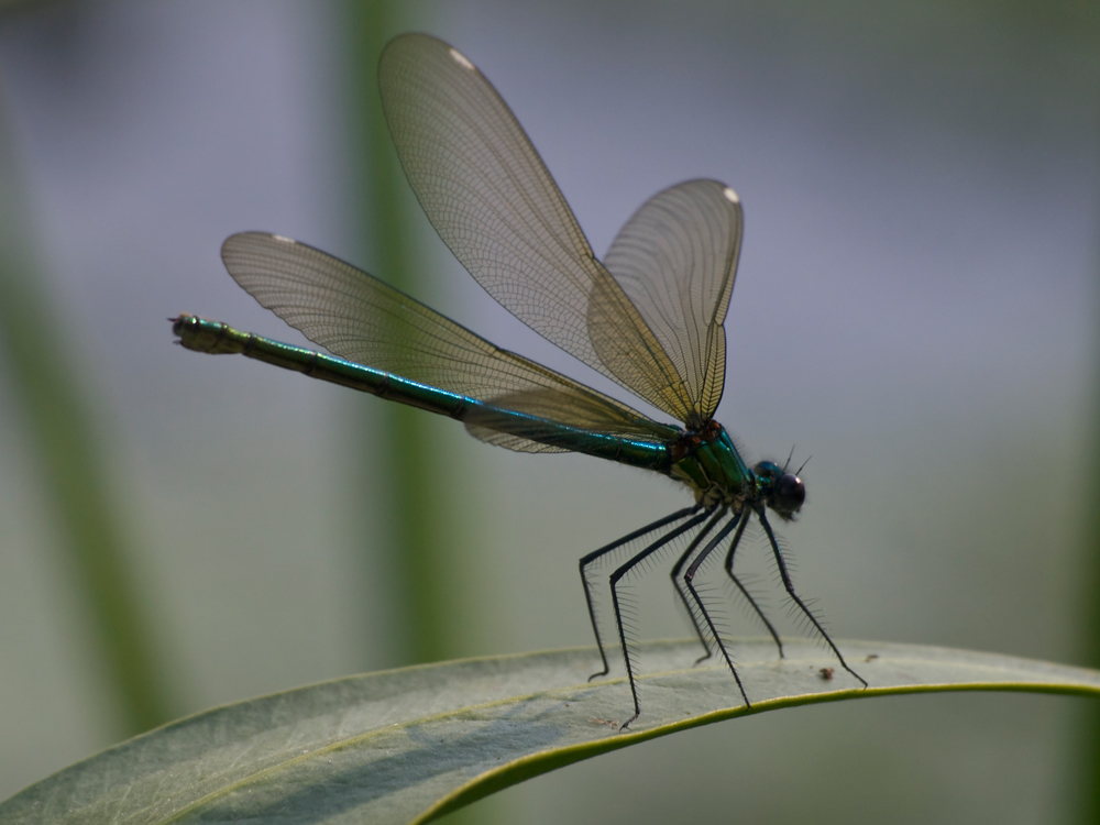 photo "***" tags: nature, macro and close-up, insect