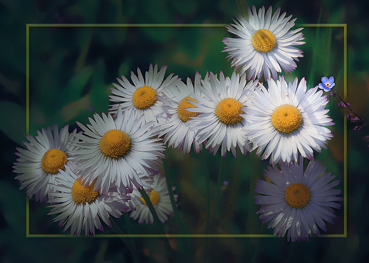 photo "***" tags: nature, macro and close-up, flowers