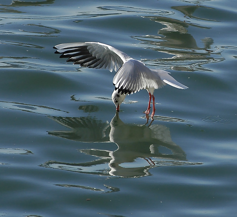 photo "NARCISIST" tags: landscape, nature, water, wild animals