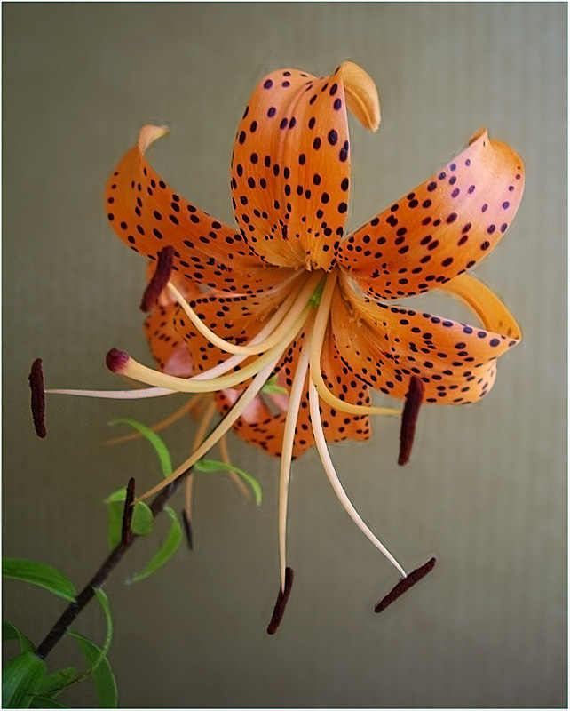 photo "Tiger lily" tags: nature, flowers