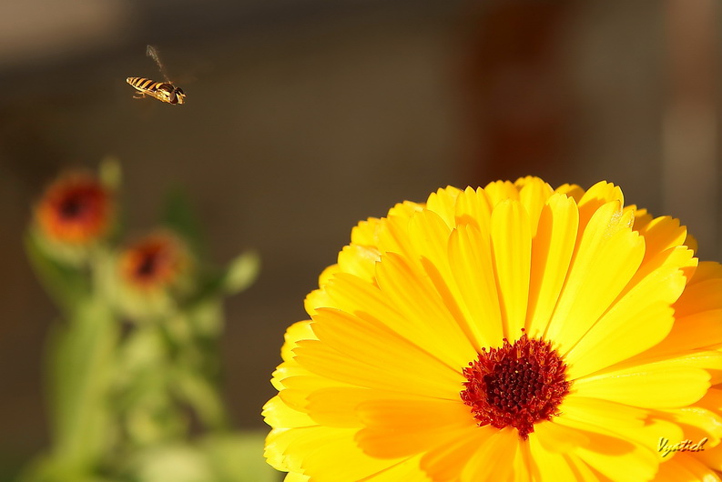 photo "***" tags: nature, flowers, insect