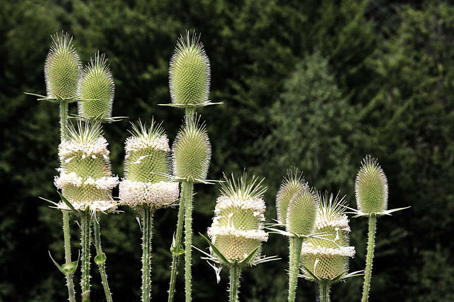 photo "Lancers" tags: nature, flowers