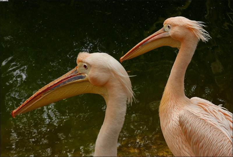 photo "Brothers" tags: nature, wild animals