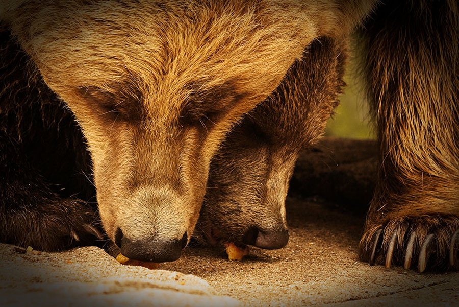 photo "sharing the goodies" tags: nature, wild animals