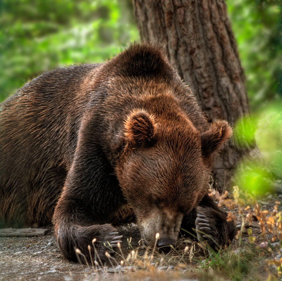 photo "Tired" tags: nature, wild animals