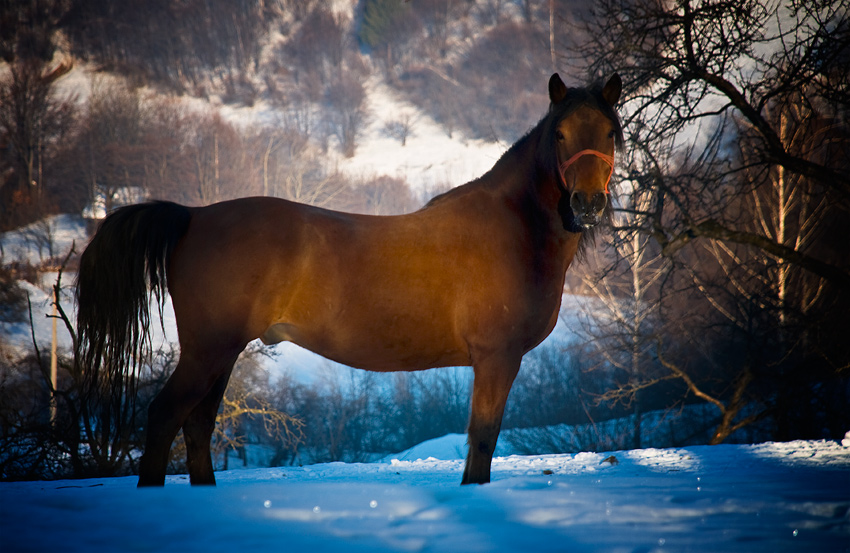 photo "." tags: nature, pets/farm animals