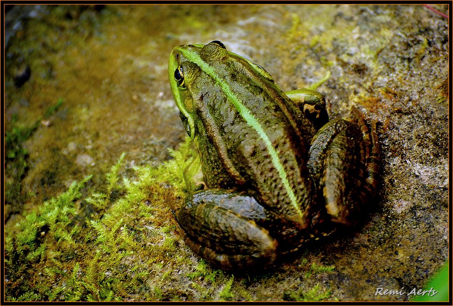 photo "let jump" tags: nature, macro and close-up, 