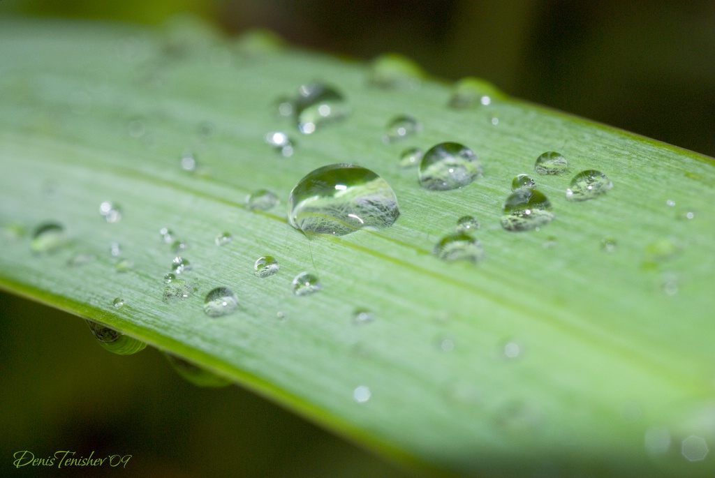 фото "Crystal pearls" метки: природа, макро и крупный план, цветы