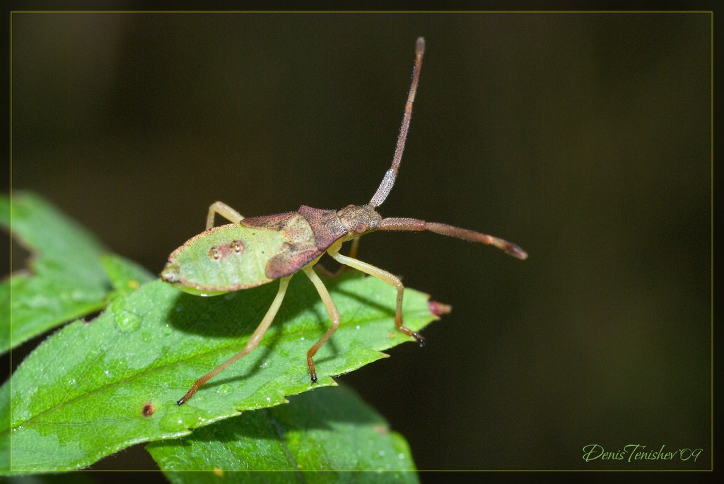 photo "***" tags: nature, macro and close-up, insect