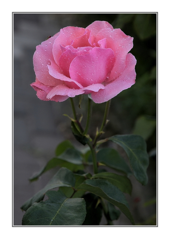 фото "Розовая свежесть" метки: природа, цветы