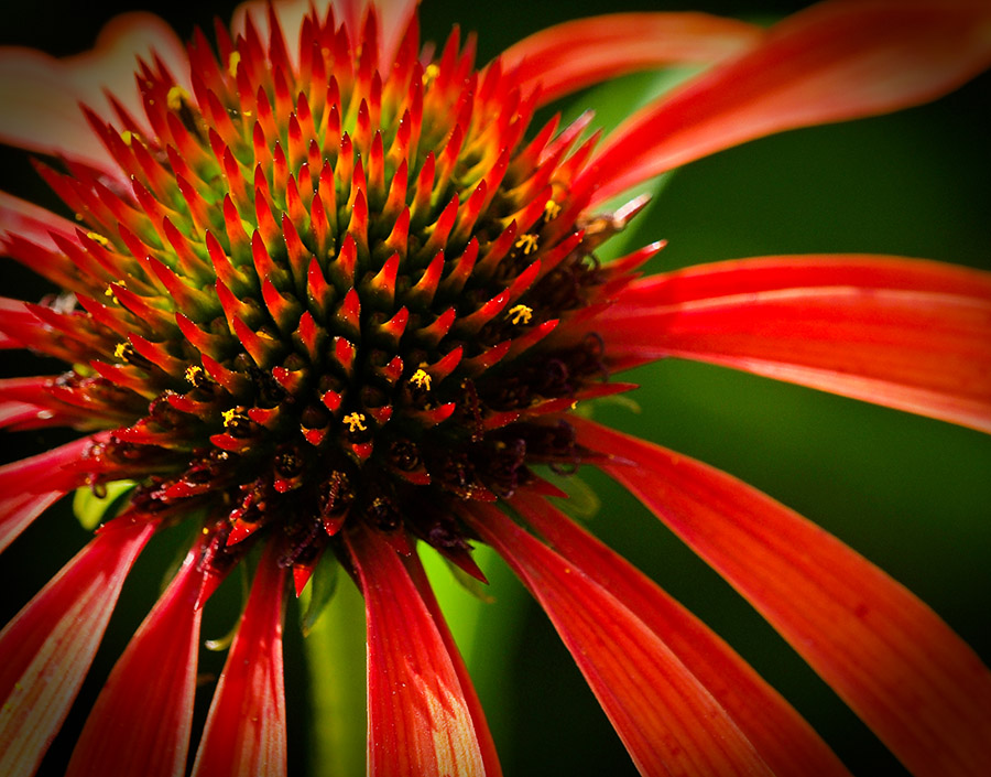 photo "Rudbeckia" tags: macro and close-up, nature, flowers