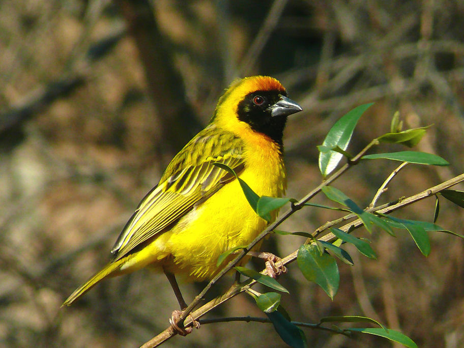 photo "Yellow Finch" tags: nature, wild animals