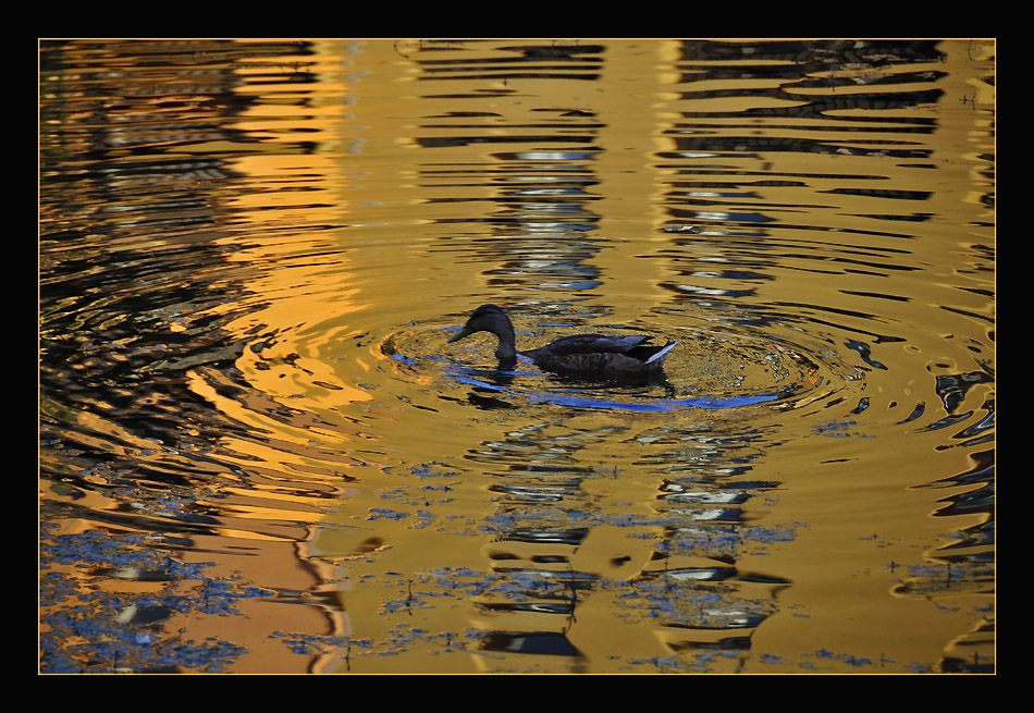 фото "Golden Water" метки: пейзаж, природа, дикие животные, лето