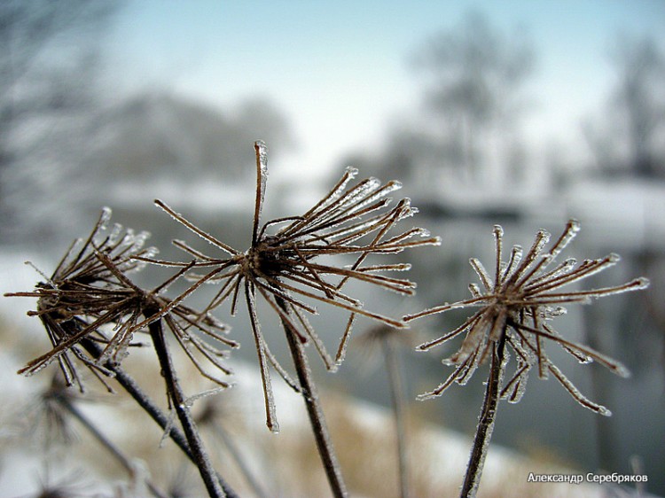 photo "зима,мороз,лед,пейзаж,макро,природа,флора" tags: landscape, macro and close-up, winter