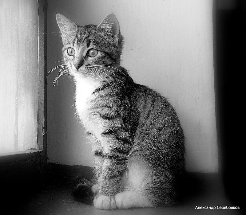 photo "кот,животное,фауна,чернобелое" tags: nature, black&white, pets/farm animals