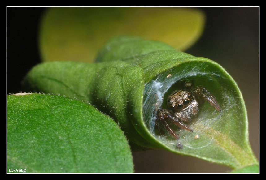 photo "cucurucho aracnido" tags: nature, insect