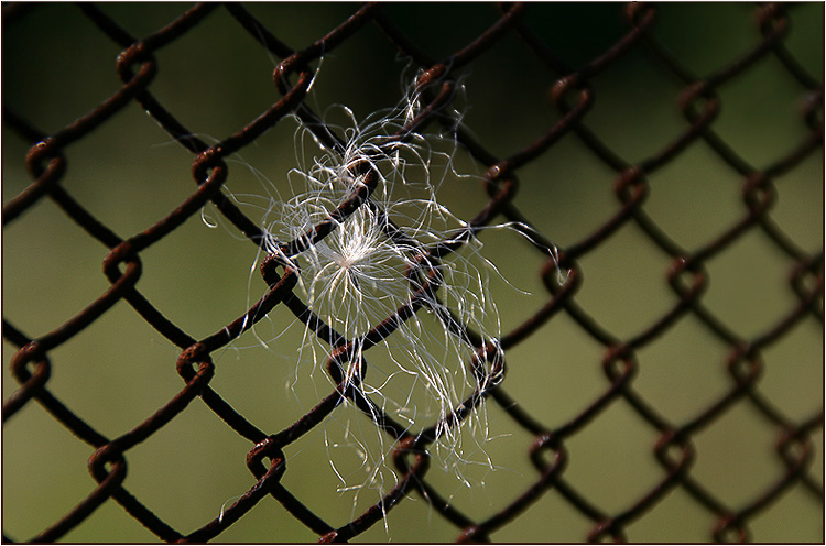 photo "The Lost soul" tags: abstract, macro and close-up, 