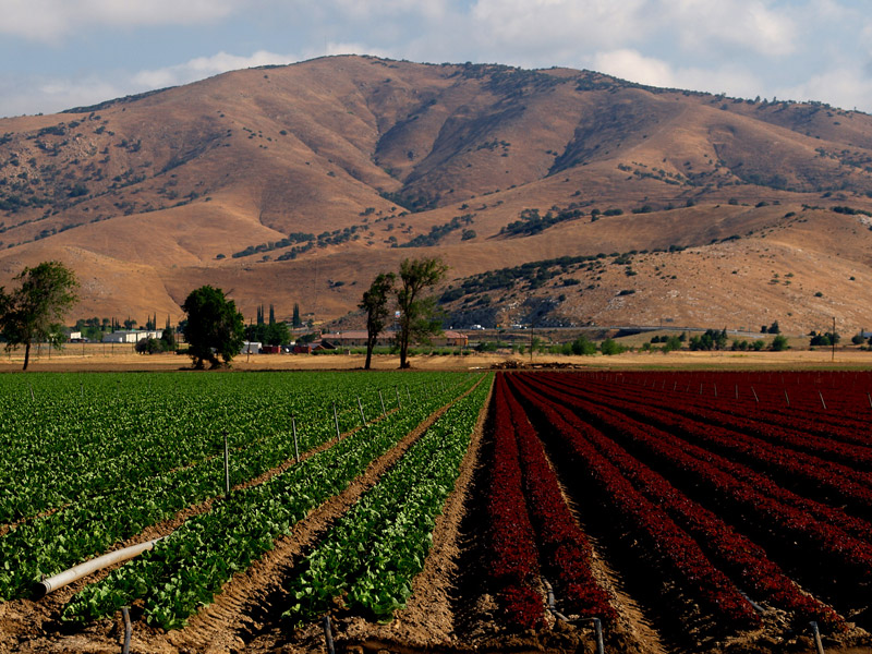 фото "Crops, 2 Colors" метки: пейзаж, путешествия, Северная Америка