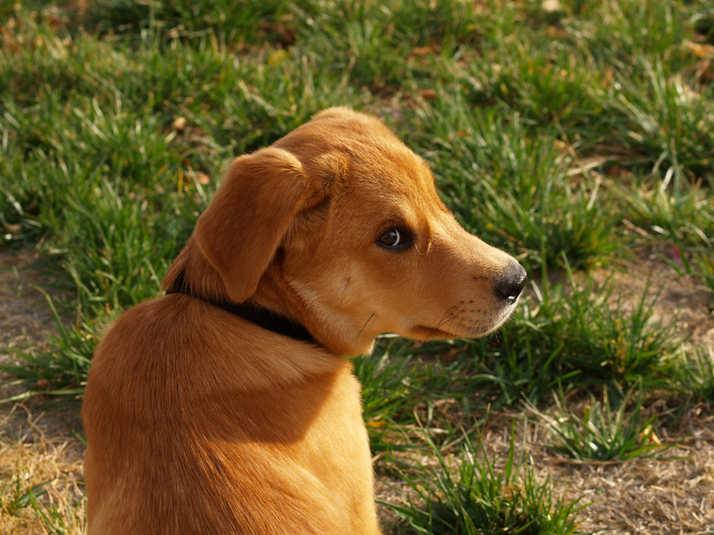 photo "What?!" tags: portrait, nature, pets/farm animals