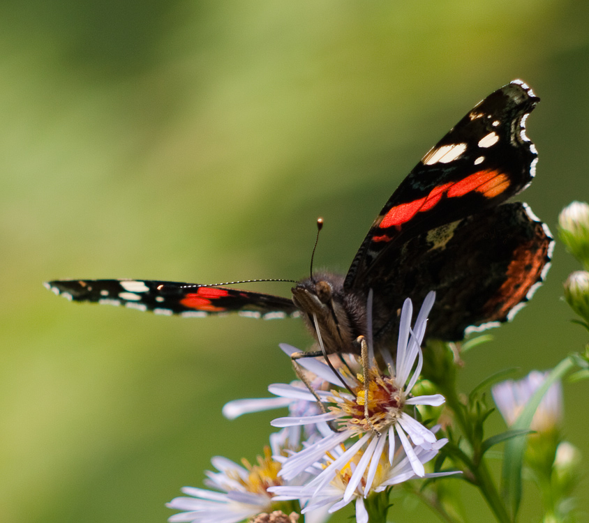 photo "Portrait of a butterfly" tags: nature, macro and close-up, insect