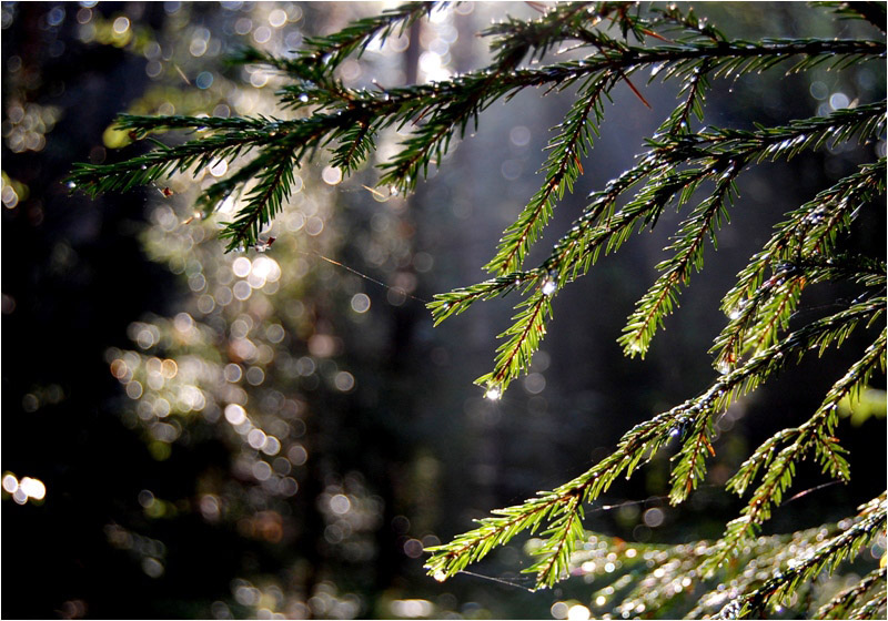 photo "***" tags: landscape, forest