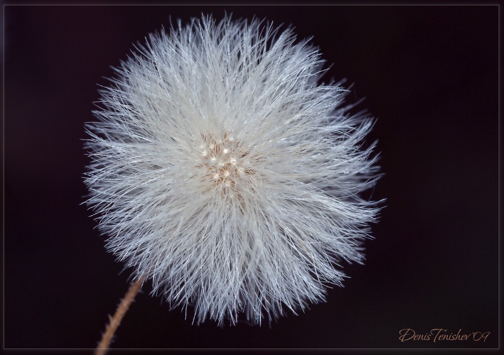 photo "***" tags: nature, macro and close-up, flowers