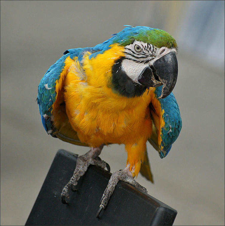 photo "Model of the Palace Square" tags: nature, wild animals