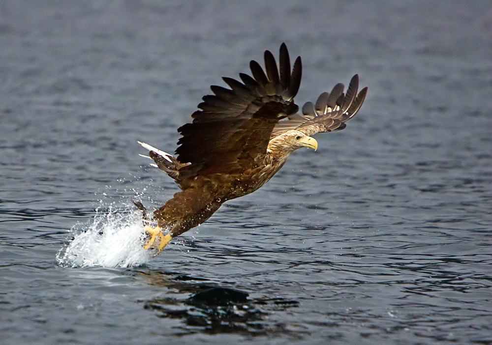 photo "Catch...." tags: nature, wild animals