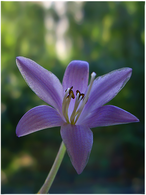 photo "Single" tags: nature, flowers