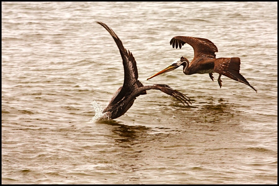 photo "hunting pelicans" tags: nature, wild animals