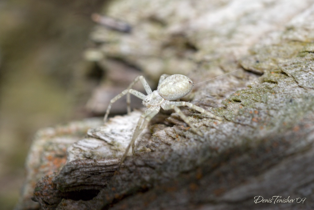 photo "***" tags: nature, macro and close-up, insect