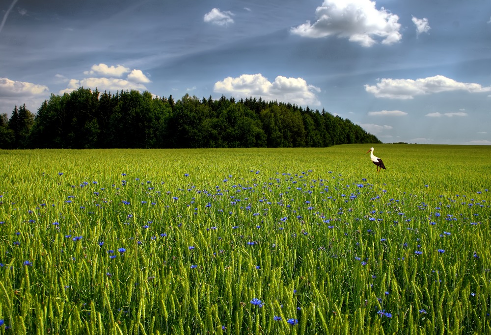 photo "****" tags: landscape, montage, summer