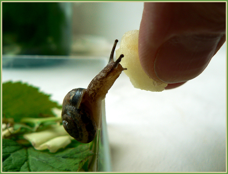 photo "for dessert" tags: nature, macro and close-up, 