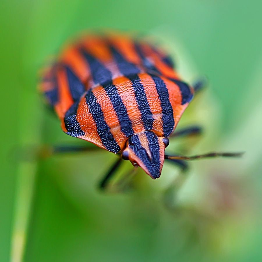 photo "So you can drown ..." tags: nature, macro and close-up, insect