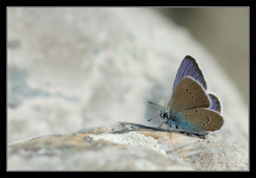 photo "Flower on stones" tags: macro and close-up, nature, insect