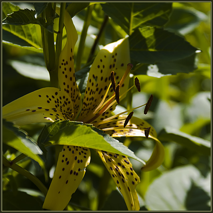 photo "Mimicry" tags: nature, flowers