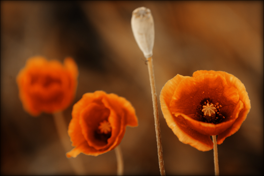 photo "***" tags: nature, flowers